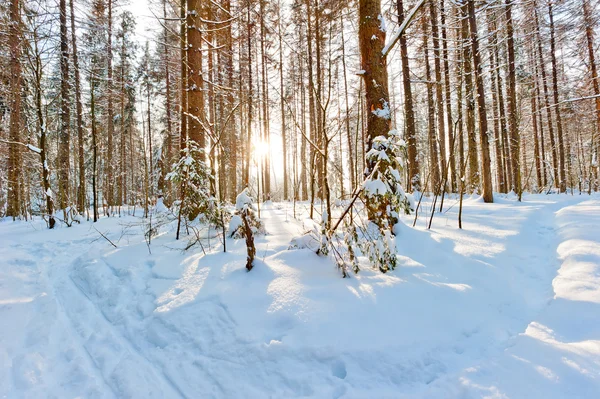 Manhã sol brilhante na floresta de inverno — Fotografia de Stock