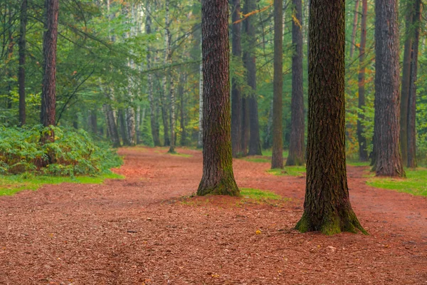 Beautiful tall trees in summer forest morning — Stock Photo, Image