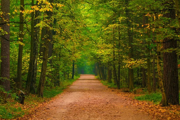 Güzel bir sonbahar ormandaki geniş yol — Stok fotoğraf