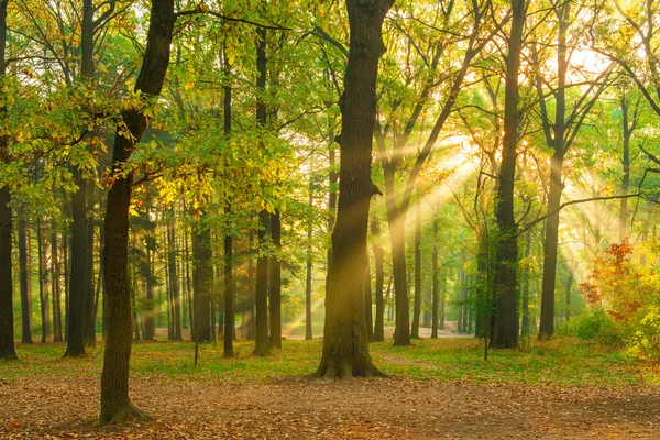 Raggi luminosi del sole nella foresta vuota del mattino — Foto Stock