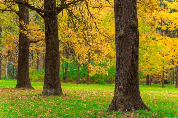 Zielone pole w parku i żółte liście z drzew — Zdjęcie stockowe