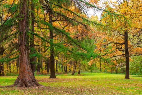 Very beautiful autumn landscape of mixed forest — Stock Photo, Image