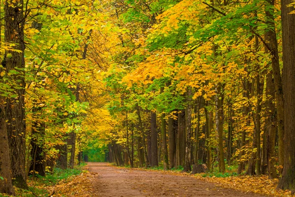 Vergeling esdoorn bladeren in de herfst park — Stockfoto