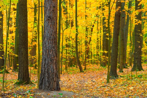 Dichte bladverliezende wouden in herfstdag — Stockfoto