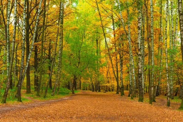 Wide path in autumn park with birches — Stock Photo, Image