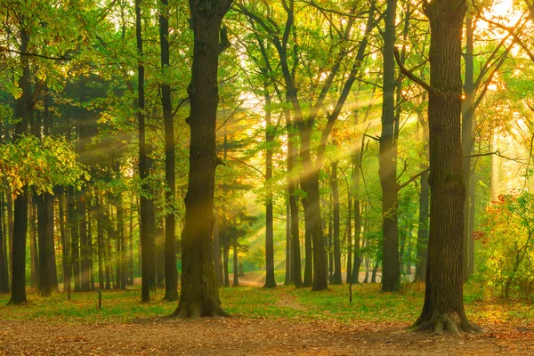 Beautiful picture of the forest at dawn in the sun Stock Photo