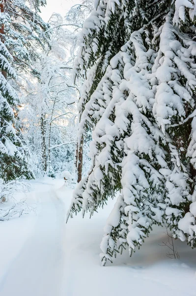 Lane among the trees in a snowy winter forest — Stock Photo, Image