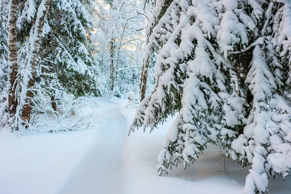 Ramos de abeto densamente cobertos de neve na floresta — Fotografia de Stock