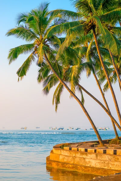 Lussureggianti palme da cocco sulla riva dell'Oceano Indiano — Foto Stock