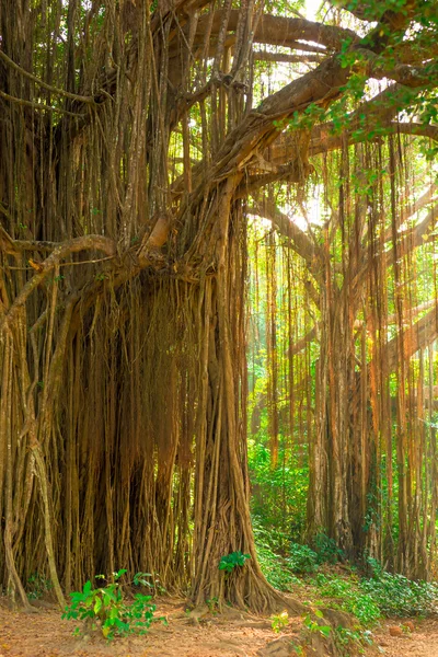 Grote oude bomen begroeid met lianen — Stockfoto