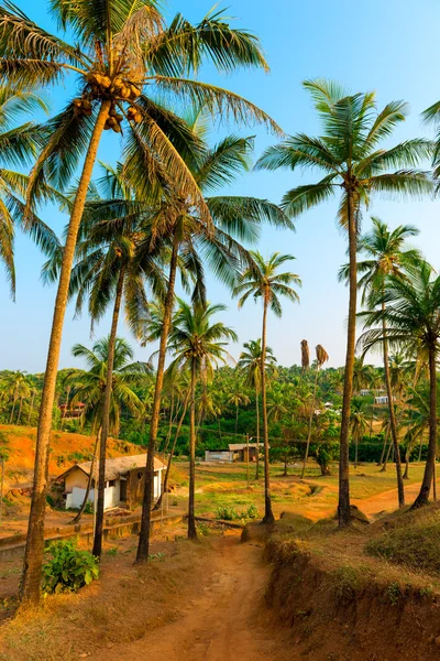 Hain mit hohen Kokospalmen in Indien — Stockfoto