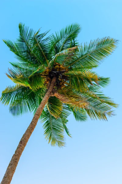 Cima di un albero di cocco contro il cielo — Foto Stock