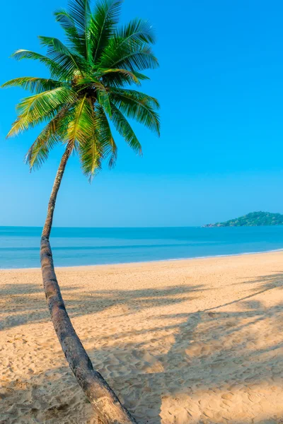바다 배경에서 수직 총된 곡선된 코코넛 팜 — 스톡 사진