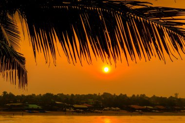 Hindistan cevizi hurma yaprağı karşı arka ışık şafak