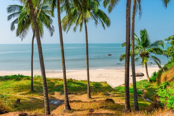 De schaduw van de palmbomen in de buurt van de zee — Stockfoto