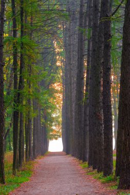 güzel orman ve sabah sis sokakta