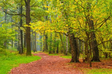 sonbahar şehir orman Park yaya yolu