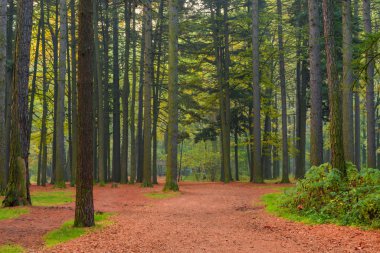 trunks of coniferous trees in the forest, shooting in the mornin clipart