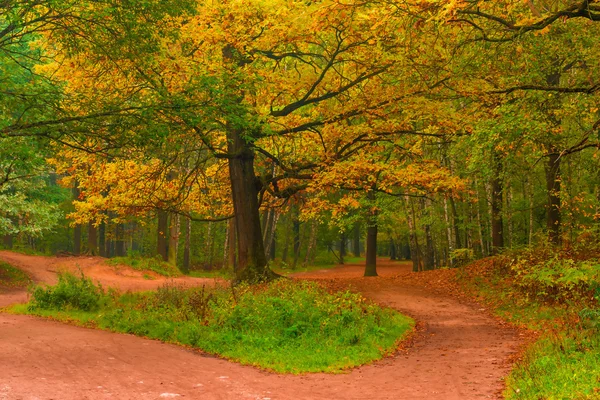 Empty path in autumn forest at dawn — Stock Photo, Image