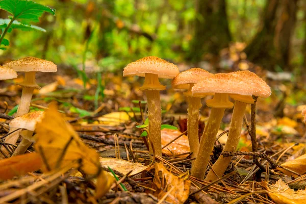 Vacker mogen hösten svamp på nära håll i skogen — Stockfoto