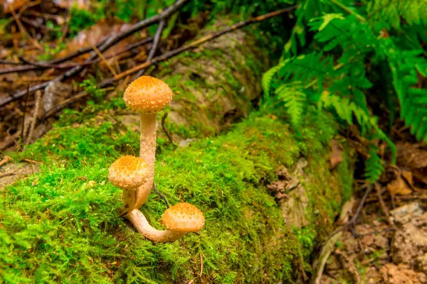 Eetbare paddestoelen groeien op een stomp in het mos — Stockfoto