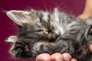 Siberian breed kitten sleeping on a man's hand