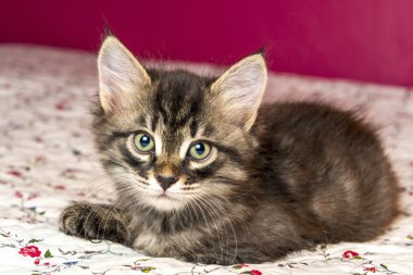 beautiful purebred kitten lying on the bed