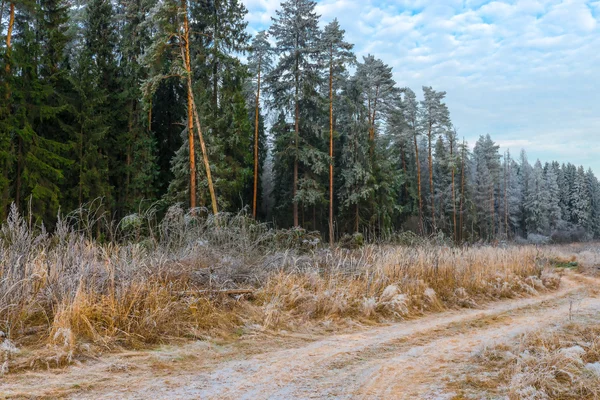 Высокие сосны в лесу, покрытые морозом — стоковое фото