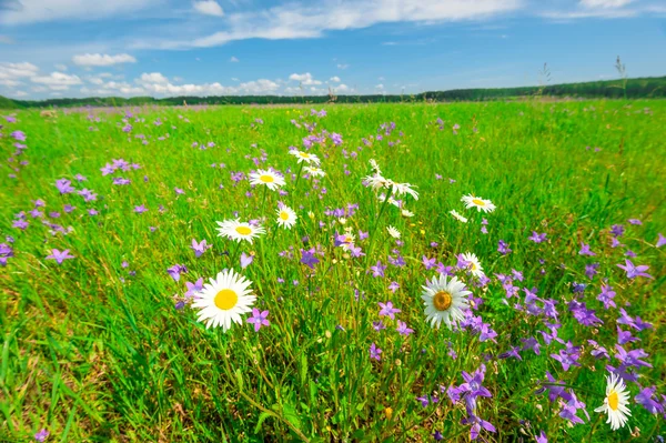 Schönes Feld mit üppigem Gras und Gänseblümchen — Stockfoto