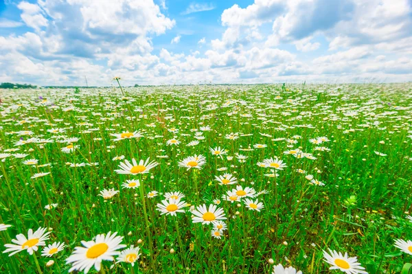 Feld mit Gänseblümchen und blauem Himmel — Stockfoto