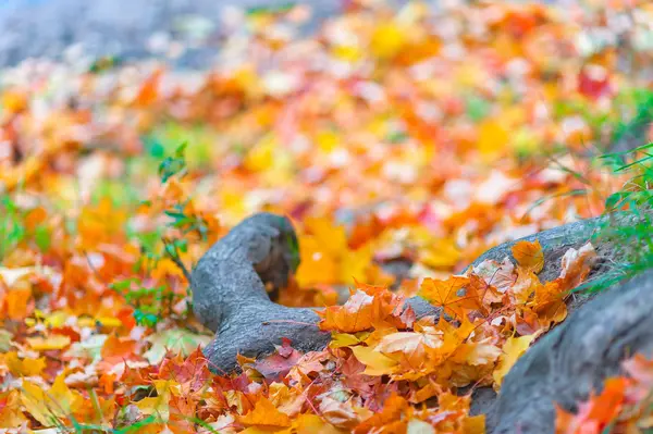 森の中の美しい落ち葉をクローズ アップ — ストック写真