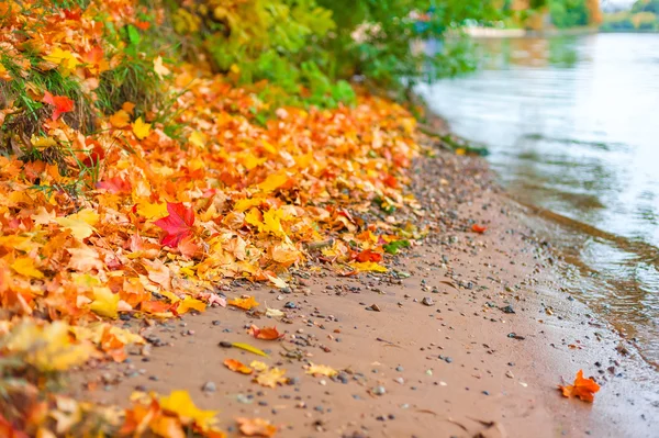 Rive de la rivière et feuilles d'érable tombées — Photo