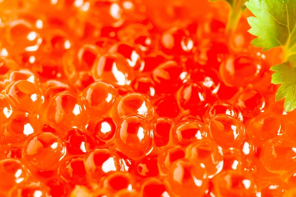 Grains red Siberian salmon caviar close-up — Stockfoto