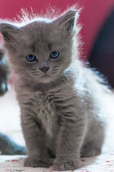Beautiful fluffy gray kitten looking at the camera — Stock Photo, Image
