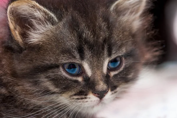 Portrait of a beautiful fluffy kitten close-up — Stock Photo, Image