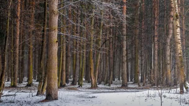 Nieve en el bosque — Vídeos de Stock