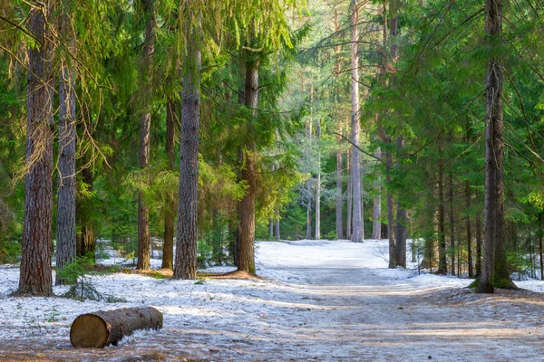 Beautiful winter forest landscape on a sunny day — Stock Photo, Image