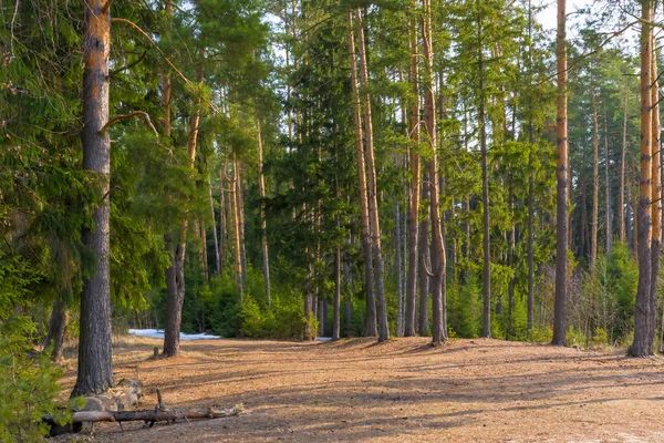 Restos de nieve en el bosque de coníferas de primavera — Foto de Stock