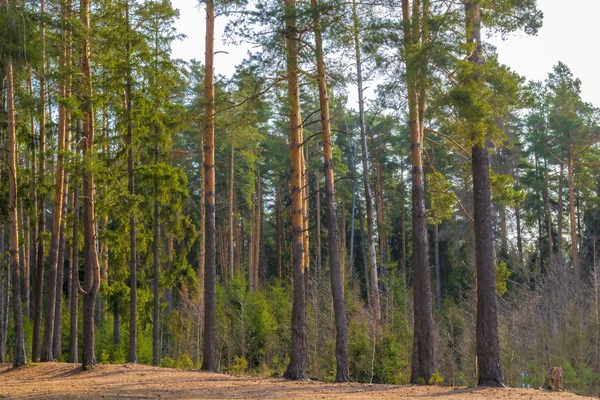 Beautiful tall pine trees on a sunny spring day Stock Image