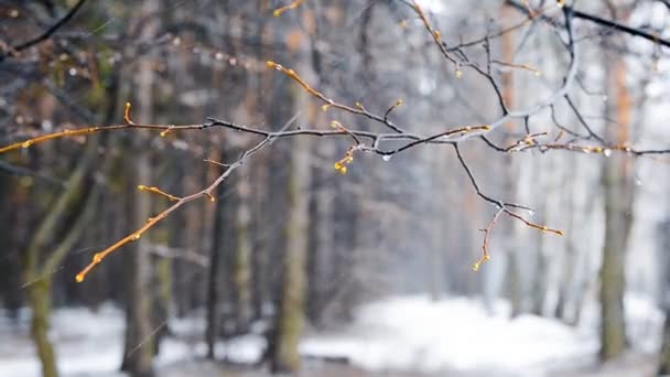 Tormenta de nieve de invierno en el bosque — Vídeos de Stock