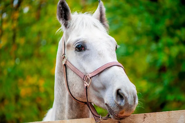 Face a horse looking at the camera close-up — Stock Photo, Image