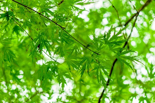 多汁的绿枝与年轻树叶在春天 — 图库照片