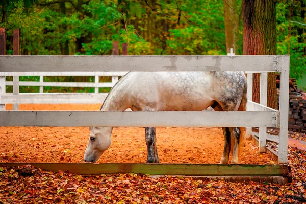 White horse behind a fence on a farm — Stock Photo, Image