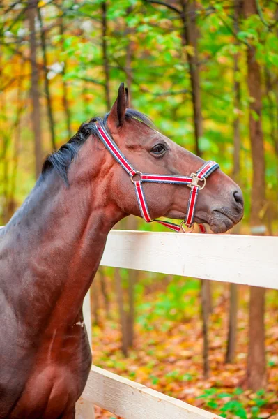 Portrait of a beautiful brown horse with black mane — Stock Photo, Image