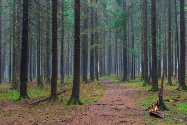 Ścieżka w jesień las iglasty pusty — Zdjęcie stockowe