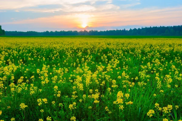 Sonnenuntergang über einem gelb blühenden Feld — Stockfoto