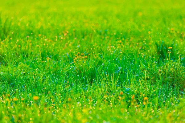 Sappig groen gras bij zonsopgang met druppels dauw — Stockfoto