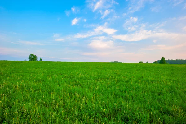 Летнее зеленое поле и красивое небо — стоковое фото