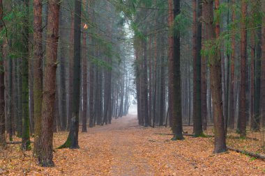 sonbahar sisli sabahı Alley ormanda