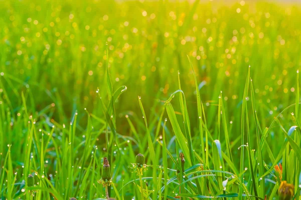 Hierba verde cubierta de rocío por la mañana — Foto de Stock